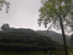-龙井村