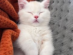 -柚子猫舍·精品猫舍购猫·猫咪认养·购宠·宠物店