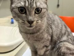 -伟伟宠物医院·瑞派猫友好医院·猫科(光谷店)