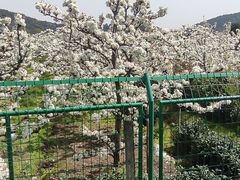 -树山生态村