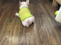 -翊宠yipet猫狗购宠庄园犬舍•猫舍