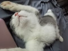 -lincat·猫舍(广州店)