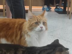 -喵园·猫主题咖啡厅·撸猫·猫咖(国贸店)