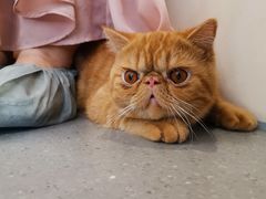 -飞行喵MR PILOT|猫舍·猫咖(静安大融城店)