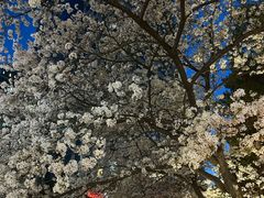 -玛格萝妮比萨屋(四平店)