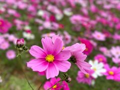 -天适樱花悠乐园