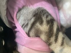 -萌兽医馆·绝育·24小时内科·宠物医院(德胜店)