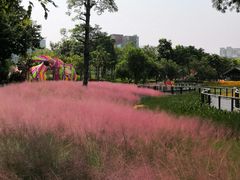 -映月湖公园