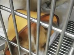 -A猫a狗全科·犬猫异宠·芥西宠物医院(南开总院)