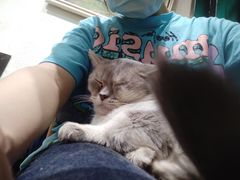 -猫色咖啡·猫咖