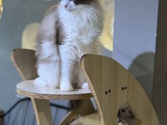 -豆逗聊愈猫阁Easy Life