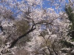 -富士山吉田線五合目