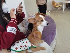 -怪兽屋·羊驼·猫咖·狗咖(俊华广场店)