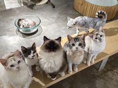 -more than meow吴止猫主题餐厅(承德 中船汇店)