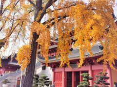 -上海东林寺(金山区)