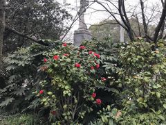 -武汉大学-樱园