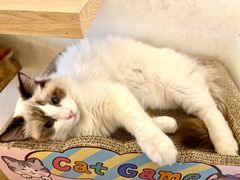 -猫腻·猫咖·撸猫馆(星光大道店)