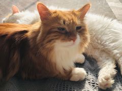 -平行世界·猫咖(首经贸店)