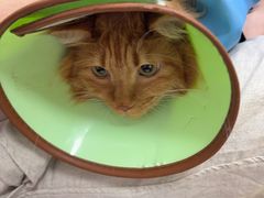 -瑞派天宁宠物医院·猫科·异宠中心