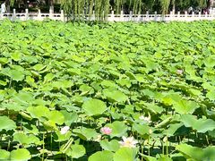 -莲花池公园