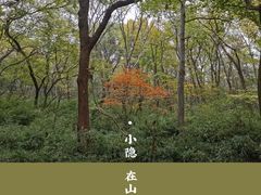 -紫金山山顶公园