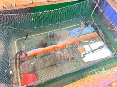 -蓝湾碧波·老字号·疍家非遗海上餐厅