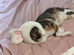 -艾吉宠物医院·疑难杂症转诊中心·猫友好(碧江路院)