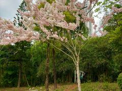 -深圳国际园林花卉博览园