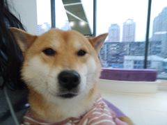 -怪兽屋·羊驼·猫咖·狗咖(俊华广场店)