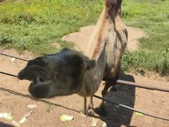 -秦皇岛野生动物园