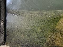 -特种渔场