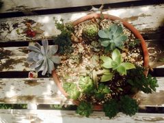-植觉