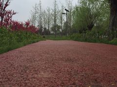 -洨河生态公园