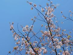 -高东镇樱花园