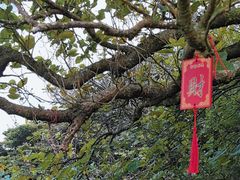 -普陀山慧济禅寺