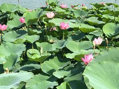 -燕郊植物园