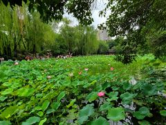 -莲湖公园