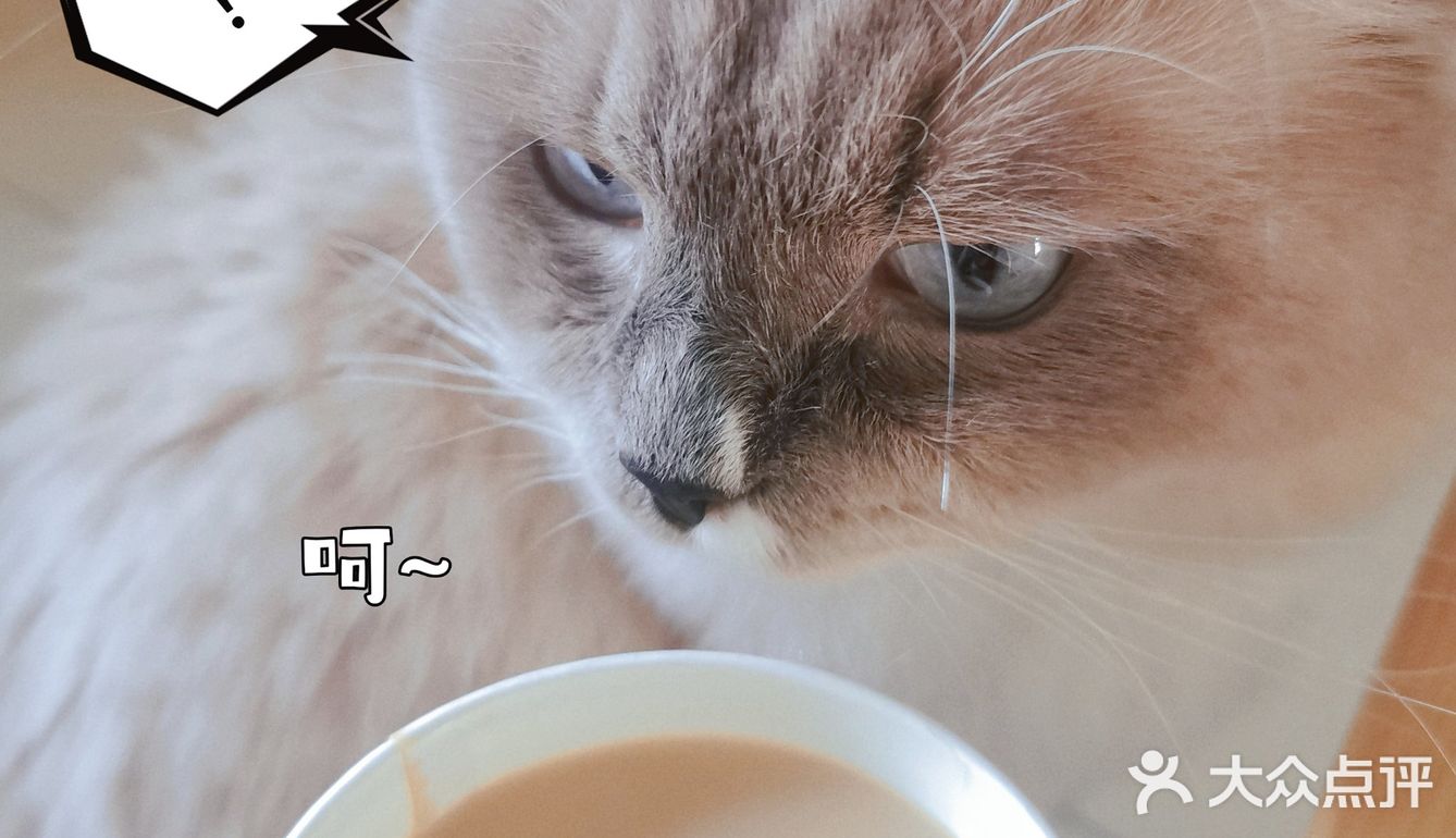 🤔日常吓猫 | 瑞幸咖啡[礼花]