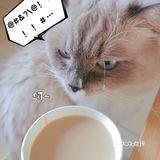 🤔日常吓猫 | 瑞幸咖啡[礼花]