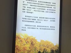 -千年银杏谷文化旅游区