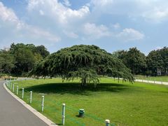 -红梅公园