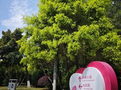 -铁山坪森林公园