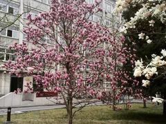 -中央民族大学