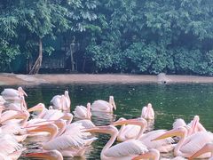 -广州长隆飞鸟乐园