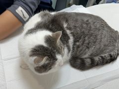 -中农大我爱我爱动物医院·核磁CT·猫病·24小时夜诊中心(石佛营店)