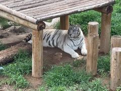 -石家庄市动物园