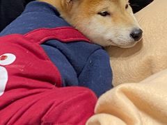 -逗柴咖啡屋·狗咖猫咖宠物桌游
