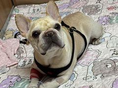 -北京派仕佳德动物医院·超导核磁·CT·神经科·骨科·内外科·急重症管理中心