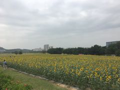 -光明小镇欢乐田园