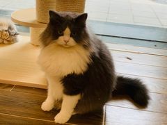 -猫大福·Fortune Cat猫舍(百子湾店)